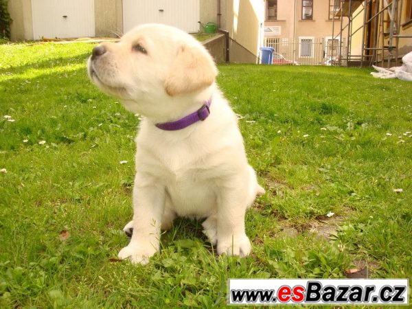 Žlutá štěňata labradora s PP – fotografie 2