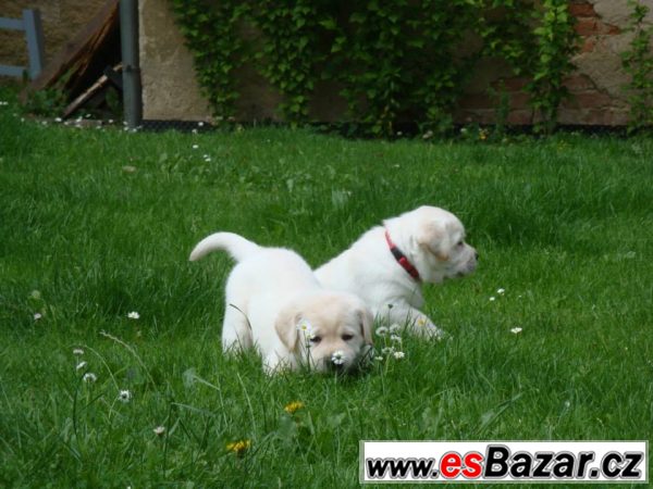 Žlutá štěňata labradora s PP – fotografie 3