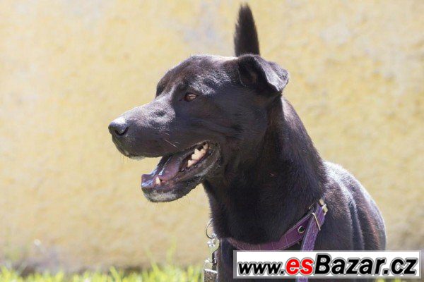 ŽENŠEN - Kříženec - pes – fotografie 2