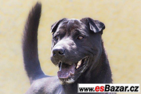 ŽENŠEN - Kříženec - pes – fotografie 3
