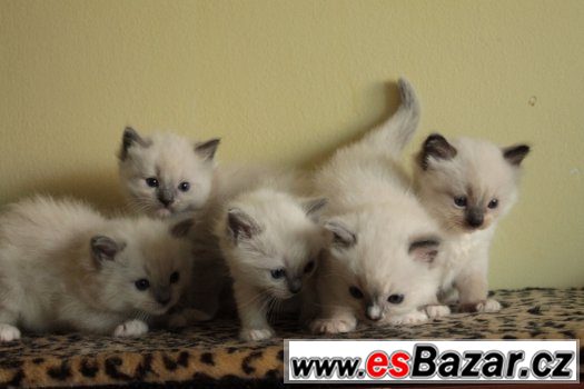 Ragdoll koťátka s PP – fotografie 3