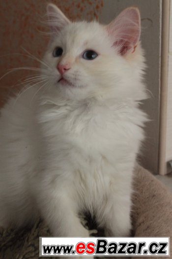 Ragdoll kocoureks PP – fotografie 2