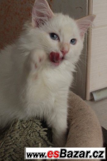 Ragdoll kocoureks PP – fotografie 3
