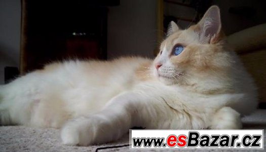 Ragdoll kocoureks PP – fotografie 4