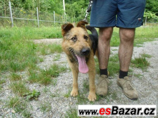Bruno - kříženec erdel teriéra, prodám – fotografie 4