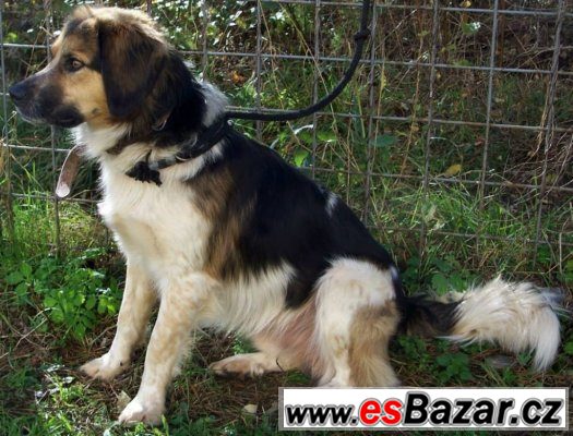 Fido - pes s krásným kožíškem – fotografie 1