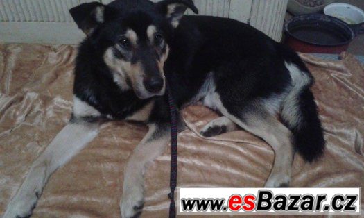 Zorko, kříženec NO, mladý pes – fotografie 1