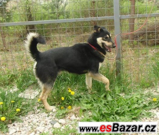 Zorko, kříženec NO, mladý pes – fotografie 3