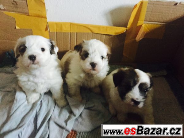 Štěňátka coton de tulear  – fotografie 1