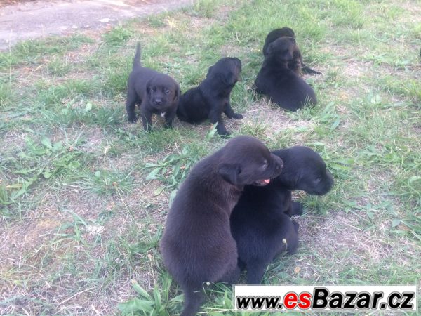 Štěňátka labradora bez PP – fotografie 4