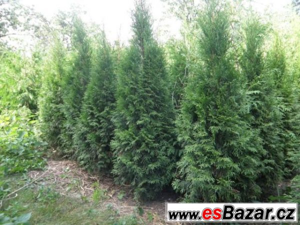 Tuje, thuja, Smaragd 130-150cm – fotografie 1
