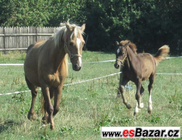 Welsh cob, velšský kob – fotografie 1