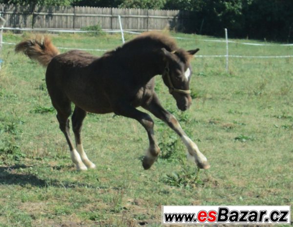 Welsh cob, velšský kob – fotografie 3