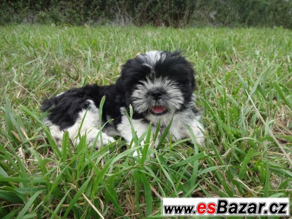 Prodám shih-tzu – fotografie 1