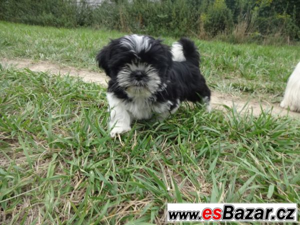 Prodám shih-tzu – fotografie 3