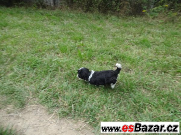 Prodám shih-tzu – fotografie 5