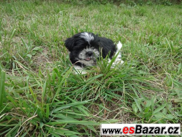 Prodám shih-tzu – fotografie 6