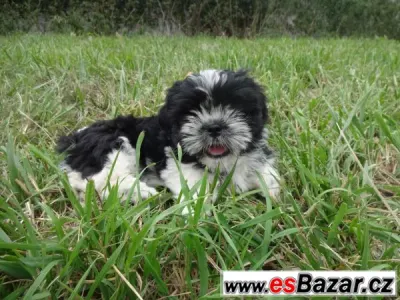 Prodám shih-tzu