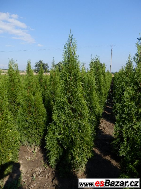 Túje, Thuja,Thuje, tůje – fotografie 1
