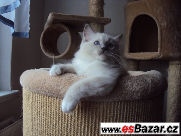 Ragdollí kocourek – fotografie 2