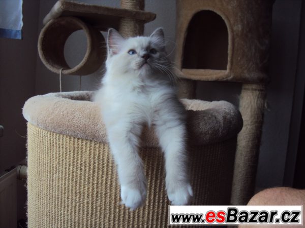 Ragdollí kocourek – fotografie 3