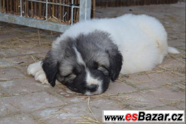 Pyrenejský mastin – fotografie 4