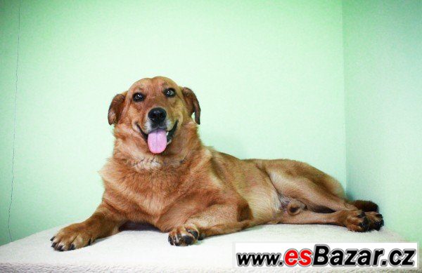 Scooby - Zlatý retrívr přátelský – fotografie 2