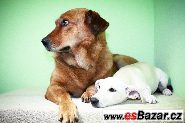 Scooby - Zlatý retrívr přátelský – fotografie 4