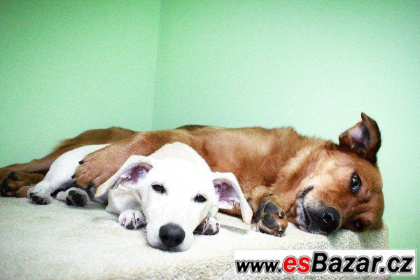 Scooby - Zlatý retrívr přátelský – fotografie 5