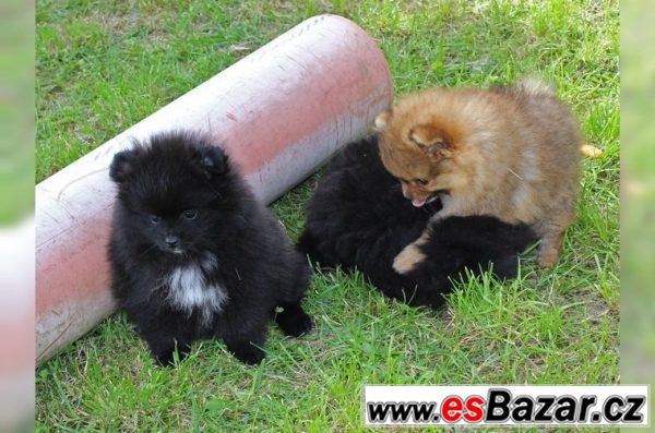 Trpasličí špic/Pomeranian – fotografie 1