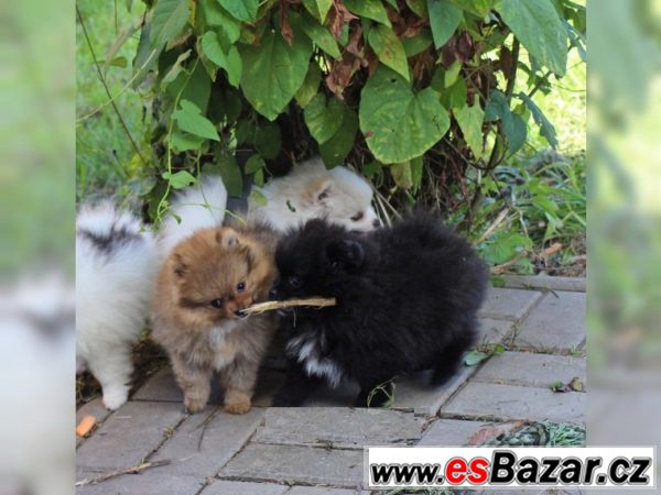 Trpasličí špic/Pomeranian – fotografie 2
