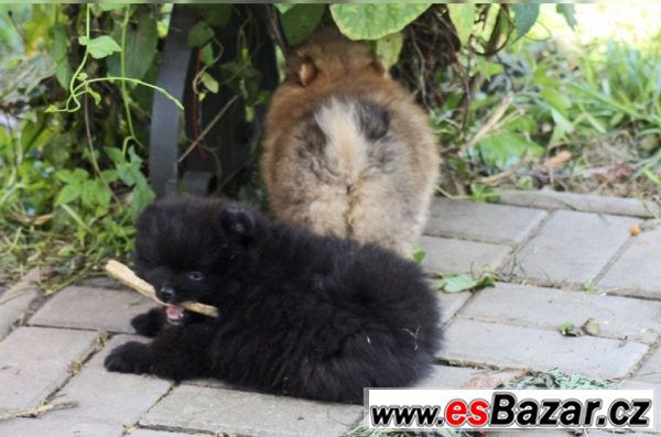 Trpasličí špic/Pomeranian – fotografie 3
