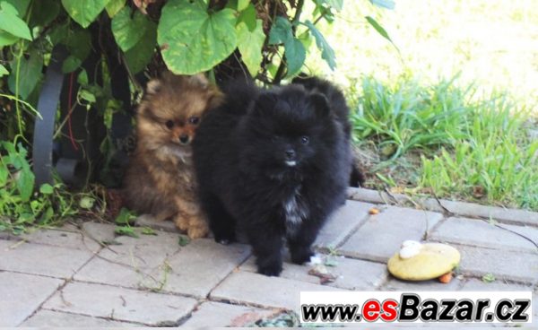 Trpasličí špic/Pomeranian – fotografie 4