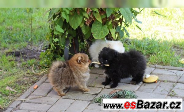 Trpasličí špic/Pomeranian – fotografie 6