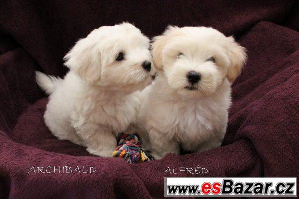 štěňátko Coton de Tulear s PP – fotografie 1