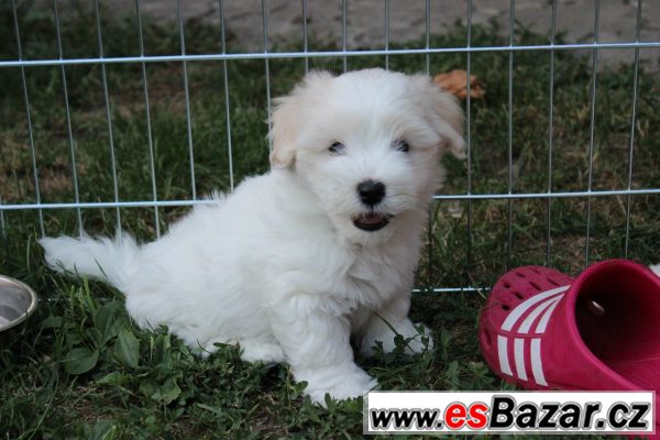 štěňátko Coton de Tulear s PP – fotografie 3