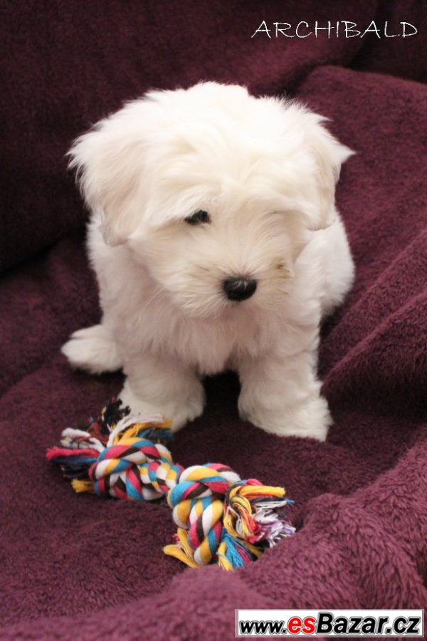 štěňátko Coton de Tulear s PP – fotografie 4