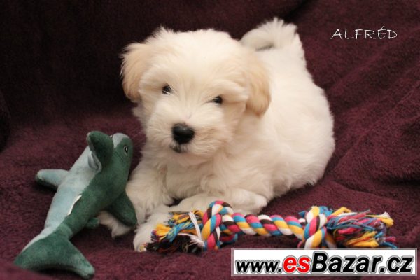 štěňátko Coton de Tulear s PP – fotografie 5