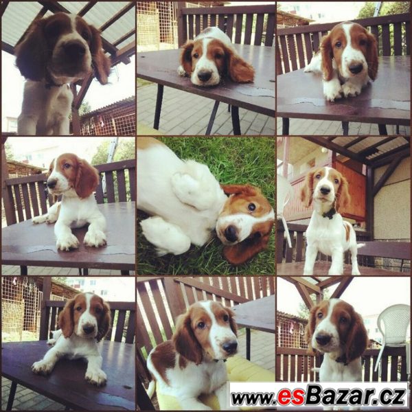 Welsh springer spaniel - štěňata s PP – fotografie 1