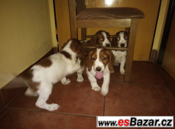 Welsh springer spaniel - štěňata s PP – fotografie 2