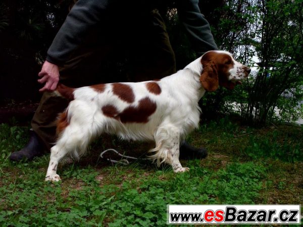 Welsh springer spaniel - štěňata s PP – fotografie 4