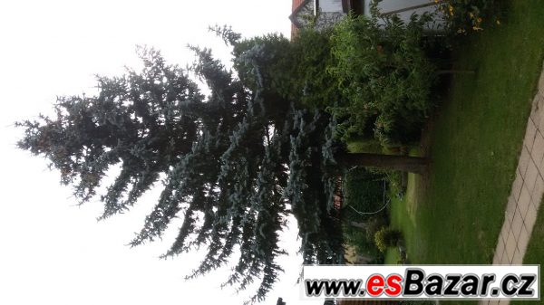 Stříbrný smrk – fotografie 1
