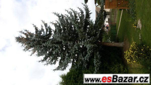 Stříbrný smrk – fotografie 2