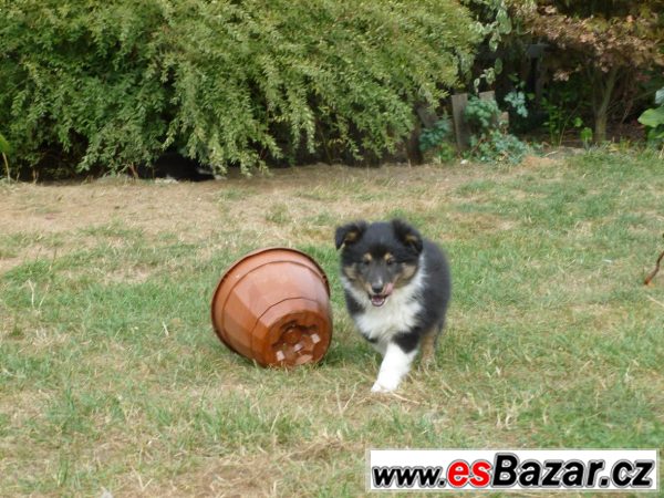 Sheltie s PP – fotografie 2