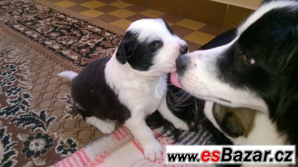 Prodám štěně Border kolie – fotografie 1