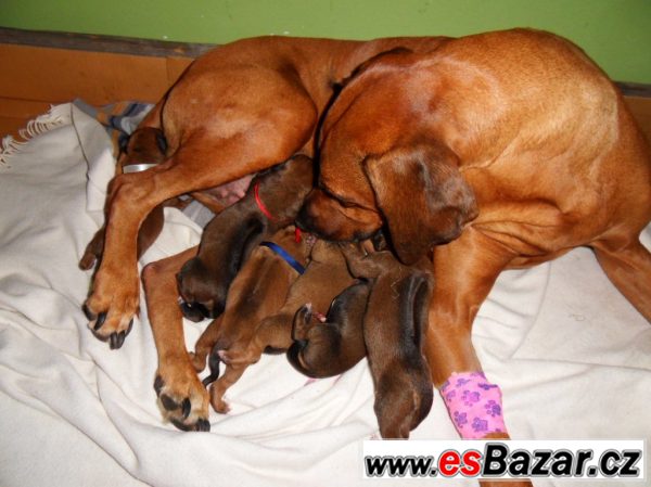 ŠTĚŇATA RHODÉSKÉHO RIDGEBACKA – fotografie 1