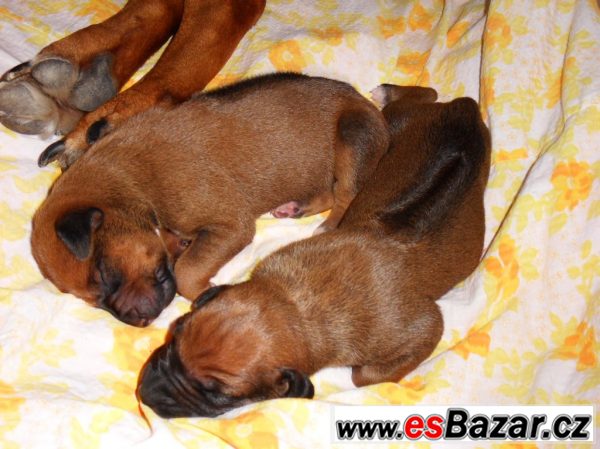 ŠTĚŇATA RHODÉSKÉHO RIDGEBACKA – fotografie 2