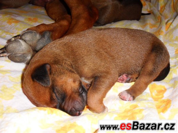 ŠTĚŇATA RHODÉSKÉHO RIDGEBACKA – fotografie 3