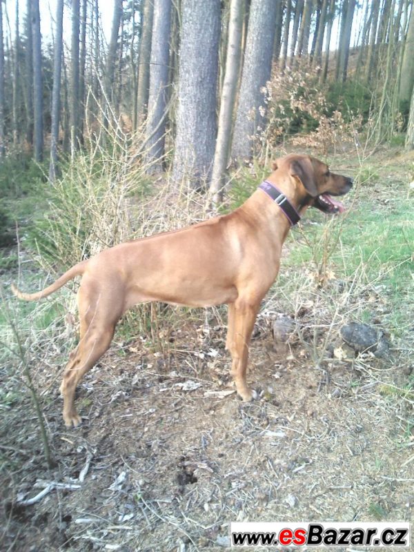 ŠTĚŇATA RHODÉSKÉHO RIDGEBACKA – fotografie 4