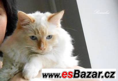 Ragdoll koťátka - hadrová panenka – fotografie 2